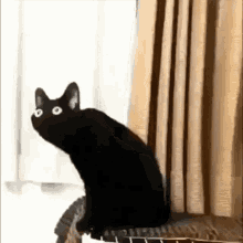 distorted cat meme distortion cat black cat meme