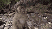 monkey monkey vlog monkey selfie selfie monkey vlog monkey