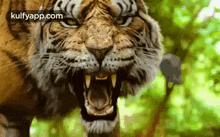 Adivi Puli.Gif GIF - Adivi Puli Tiger Animals GIFs
