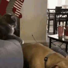 cat-smacks-dog-funny.gif