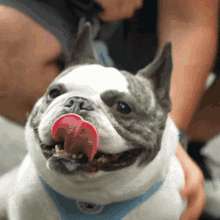 Dog Dogs GIF - Dog Dogs Dan Spet Care GIFs