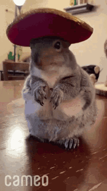 cute squirrel cute squirrel sombrero squirrel with sombrero