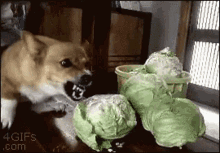 dog angry salad cabbage food