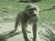 Monkey Fart GIF - Monkey Fart GIFs