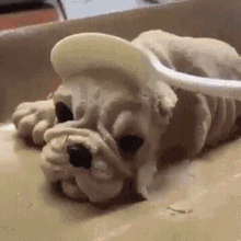 Dog Terrified GIF - Dog Terrified Slice GIFs