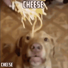 Cheese Dog GIF - Cheese Dog Doge GIFs