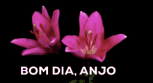 Bom Dia Meu Anjo / Flor / Dia GIF - Flower Good Morning My Angel Good Morning GIFs