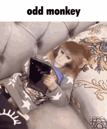 Odd Monkey Joey GIF - Odd Monkey Odd Monkey GIFs