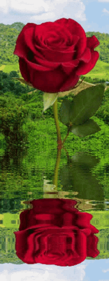 Flower Rose GIF - Flower Rose τριανταφυλλο GIFs