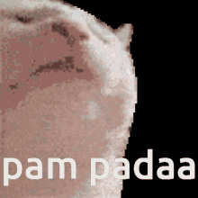 Pam Padaa Cat Vibing GIF - Pam Padaa Cat Vibing GIFs