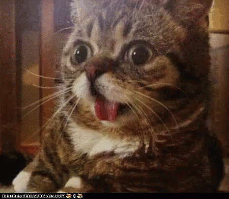 Wow GIF - Cats Animals Reaction GIFs