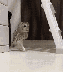 Funny Owl Dancing Owl GIF - Funny Owl Dancing Owl Owl GIFs