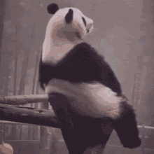 Sad Panda GIF - Sad Panda Cry GIFs