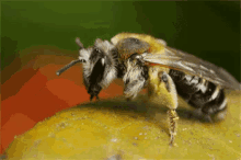 蜜蜂 采蜜 蜇人 昆虫 GIF - Bees Insects Gather Honey GIFs