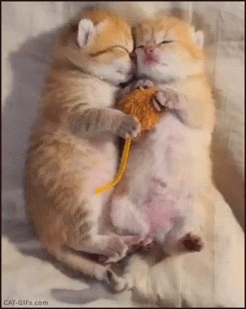 kittens-cat.gif