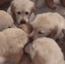 Dog Puppy GIF - Dog Puppy Lick GIFs