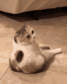 Chubby Cute Cat GIFs | Tenor