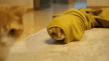 Cat Snek Emerge GIF - Cat Snek Cat Emerge GIFs
