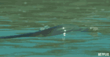 Dolphin Surface GIF - Dolphin Surface Breathe Out GIFs