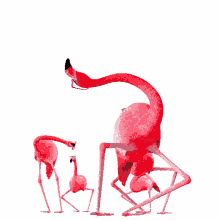 flamingos moves