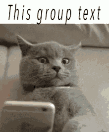 group text cat sad crying group text cat sad crying