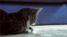 Cat Derp GIF - Cat Derp GIFs