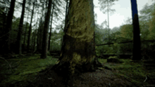 Forest Tree GIF - Forest Tree Nature GIFs