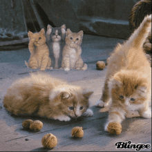Family Cat GIF - Family Cat Playing GIFs