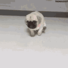 Itchy Cute Dog GIF - Itchy Cute Dog Scratch GIFs