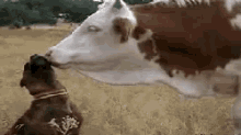 Dogs Cows GIF - Dogs Cows Lick GIFs