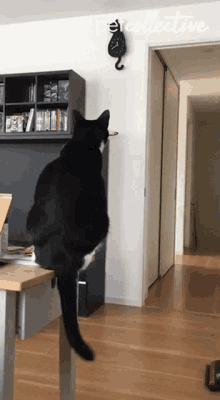 Tick Tock The Pet Collective GIF - Tick Tock The Pet Collective Cat GIFs