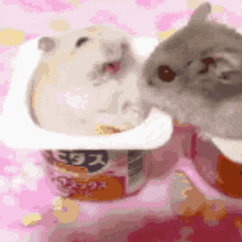 hamster kurumichan yogurt slap cute