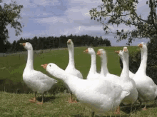 Excited Goose GIF - Excited Goose Singing Goose GIFs