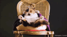 crown kingoftheworld throne cat cats
