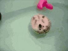 hedgehog floating bath time