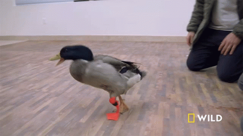 limping-national-geographic.gif