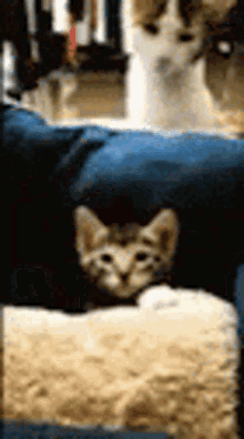 Cat Kitty GIF - Cat Kitty Slap GIFs