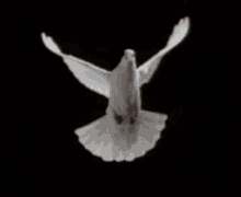 Paloma Espiritu Santo GIF - Paloma Espiritu Santo Bird GIFs