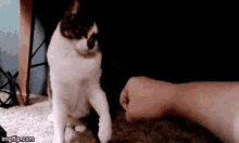 Cat Fist Bump GIFs | Tenor