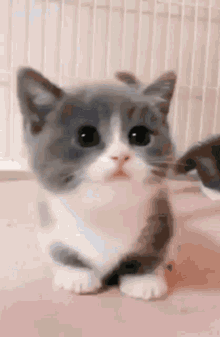 Cutekitty Cutie GIF - Cutekitty Cutie Cat GIFs