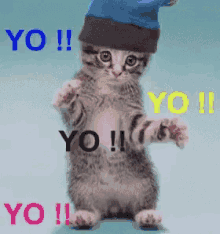 Kitten Yo GIF - Kitten Yo Dance GIFs