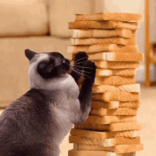 Making That Bread GIF - Bread Cats Funny Animal GIFs