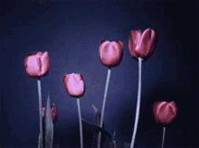 Tulip GIF - Tulip GIFs