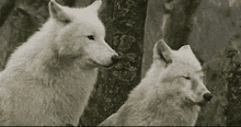 Couple Wolf GIF - Couple Wolf Wolf Pack GIFs