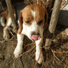 Dogs Cute GIF - Dogs Cute Two Dogs GIFs
