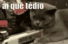 Entediada Gato Quetédio GIF - Bored Cat So Bored GIFs
