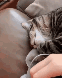 Cat Tired GIF - Cat Tired Hug GIFs