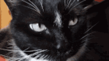 Cat Wink GIF - Cat Wink Black And White GIFs