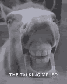 Horse Teeth GIF - Horse Teeth Talking Mr Ed GIFs
