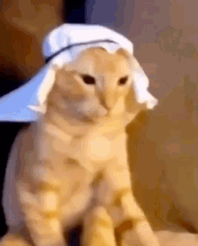 Egyptian Cat Mad Cat GIF - Egyptian Cat Cat Mad Cat GIFs